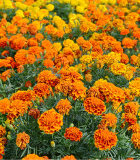 Aksamitník vzpřímený nízký Golden Age - Tagetes erecta nana - semena - 0,3 g