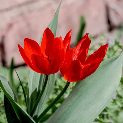 Tulipán vícekvětý Praestans Unicum - Tulipa - cibuloviny - 3 ks