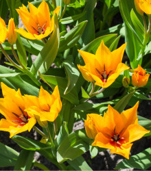 Tulipán vícekvětý praestans Shogun – Tulipa – cibulky tulipánu