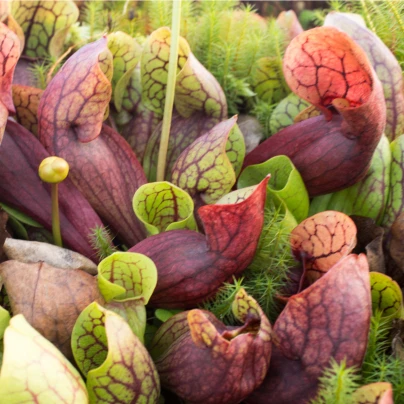 Špirlice růžová - Sarracenia rosea - semena - 10 ks