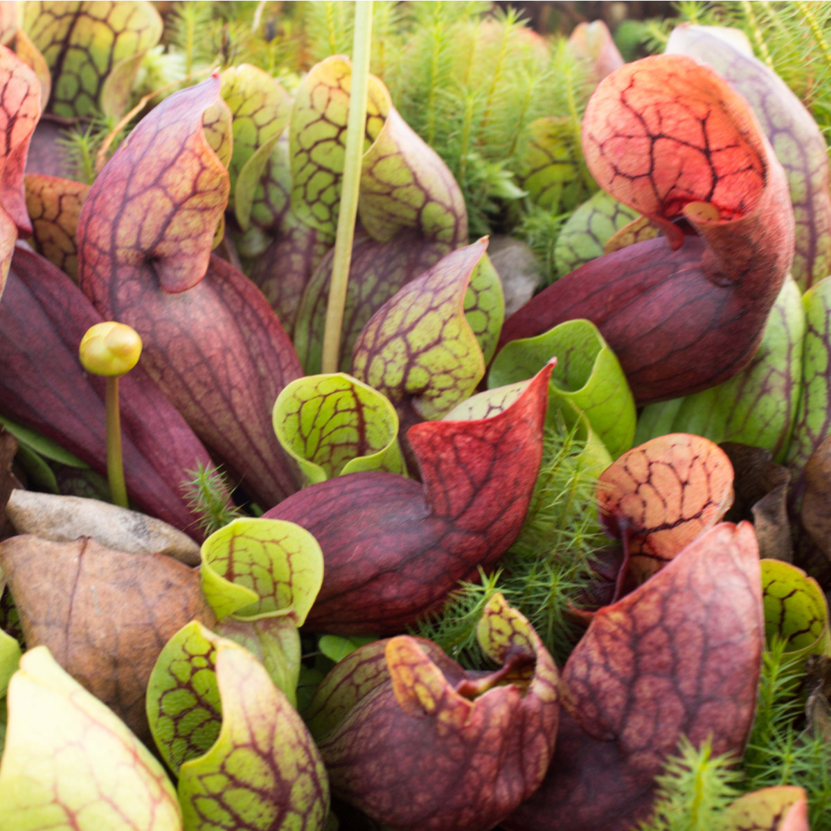 Špirlice růžová - Sarracenia rosea - semena - 10 ks
