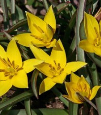 Tulipán Urumiensis - Tulipa - cibuloviny - 3 ks