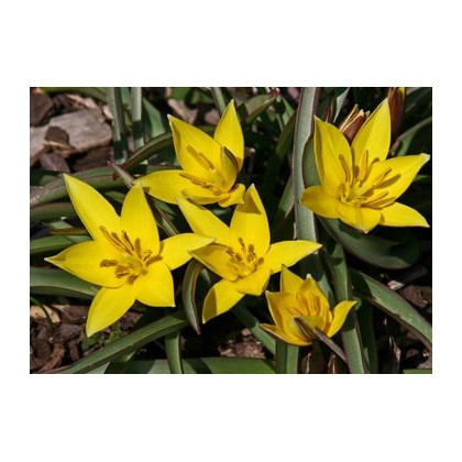Tulipán Urumiensis - cibule nízkých holandských Tulipánů - Tulipa - 4 ks