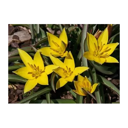 Tulipán Urumiensis - Tulipa - cibuloviny - 3 ks