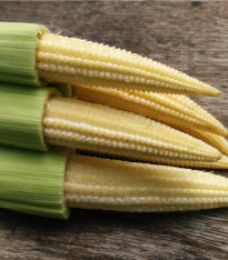 Kukuřice cukrová Minigold - Zea Mays - semena - 35 ks