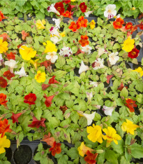Kejklířka zkřížená Magic Mix F1 - Mimulus hybridus - semena - 50 ks