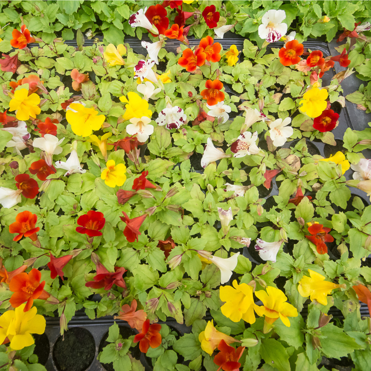 Kejklířka zkřížená Magic Mix F1 - Mimulus hybridus - semena - 50 ks
