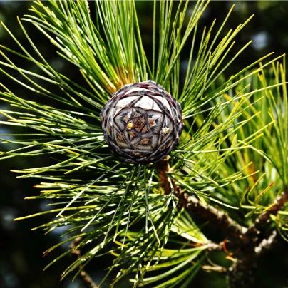 Borovice Limba - Pinus cembra - semena - 7 ks