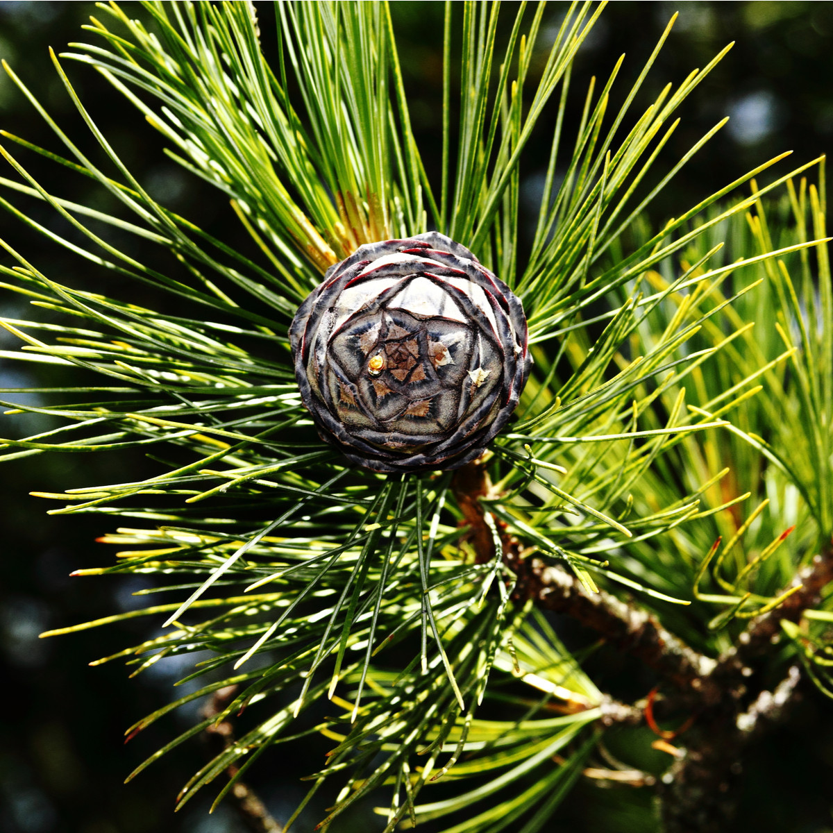Borovice Limba - Pinus cembra - semena - 7 ks