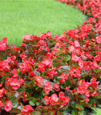 Voskovka Heaven Red F1 - Begonia semperflorens - semena - 10 ks