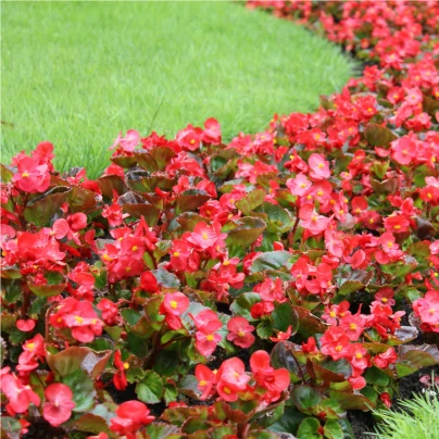 Voskovka Heaven Red F1 - Begonia semperflorens - semena - 10 ks
