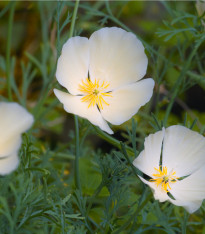 Sluncovka kalifornská bílá - Eschscholzia californica - semena - 450 ks