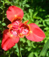 Tygřice červená Speciosa - Tigridia - cibuloviny - 3 ks