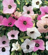 Tabák okrasný - Nicotiana mutabilis - semena 200 ks