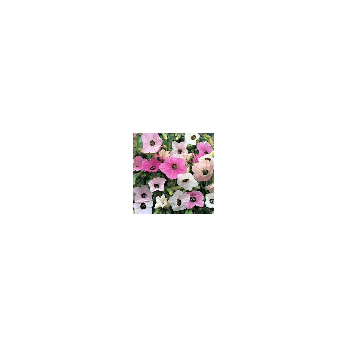 Tabák okrasný - Nicotiana mutabilis - semena 200 ks