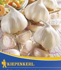 Sadbový Česnek Vivalto - Allium Vivalto - 3 ks