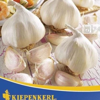 Sadbový Česnek Vivalto - Allium Vivalto - 3 ks