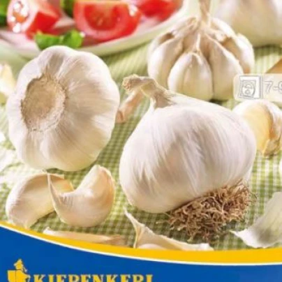 Sadbový Česnek Arno - Allium Arno - 3 ks