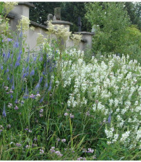 Zámecká louka - semena lučních květin a trav - 50 g