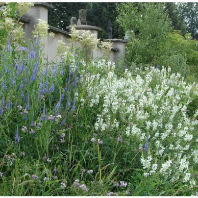 Zámecká louka - semena lučních květin a trav - 50 g