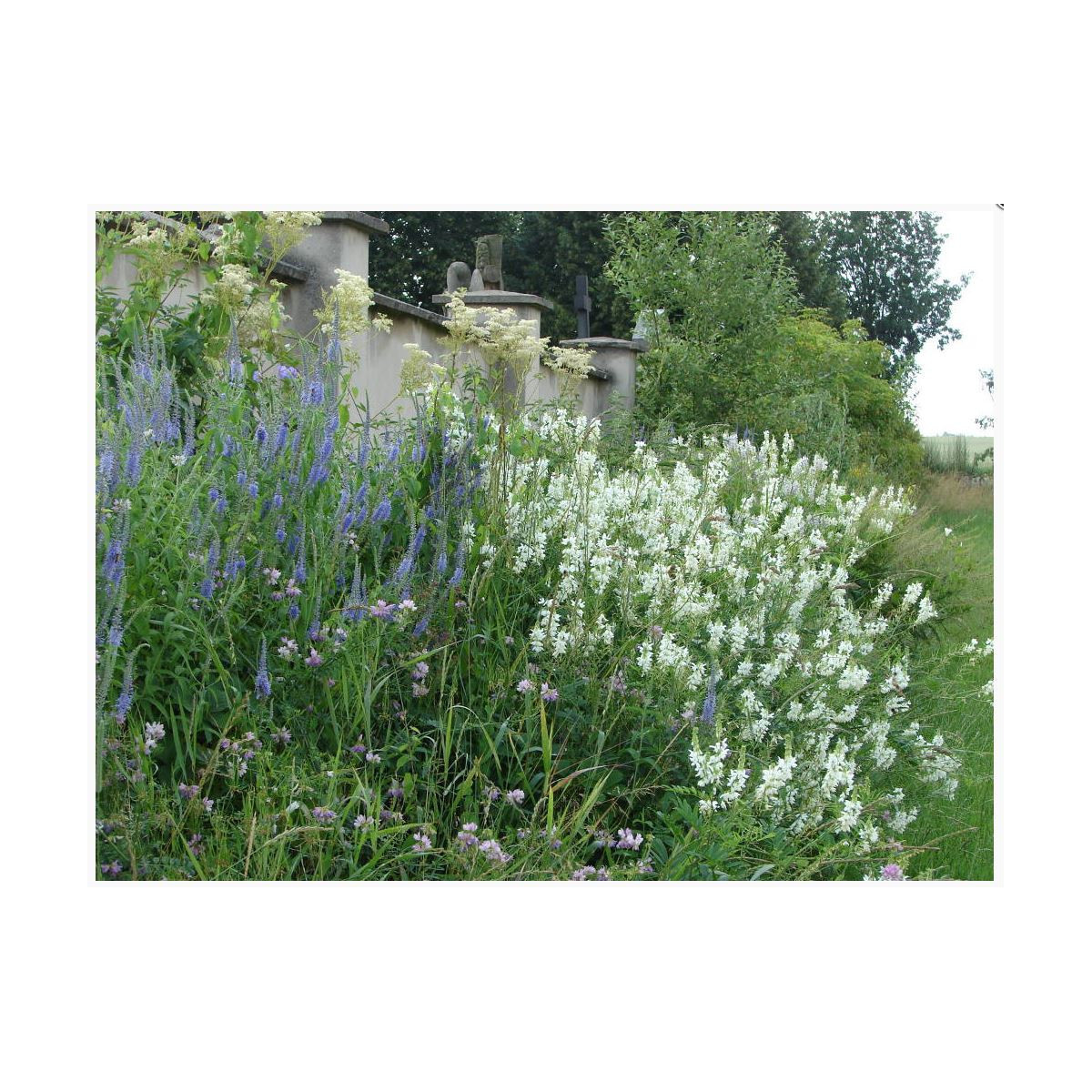 Zámecká louka - semena lučních květin a trav - 50 g