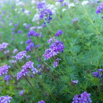 Sporýš lékařský - Verbena officinalis - semena - 200 ks