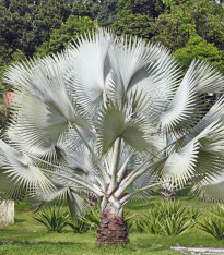 Palma stříbrná - Nannorrhops arabica - semena - 3 ks