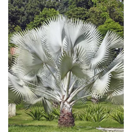 Palma stříbrná - Nannorrhops arabica - semena - 3 ks