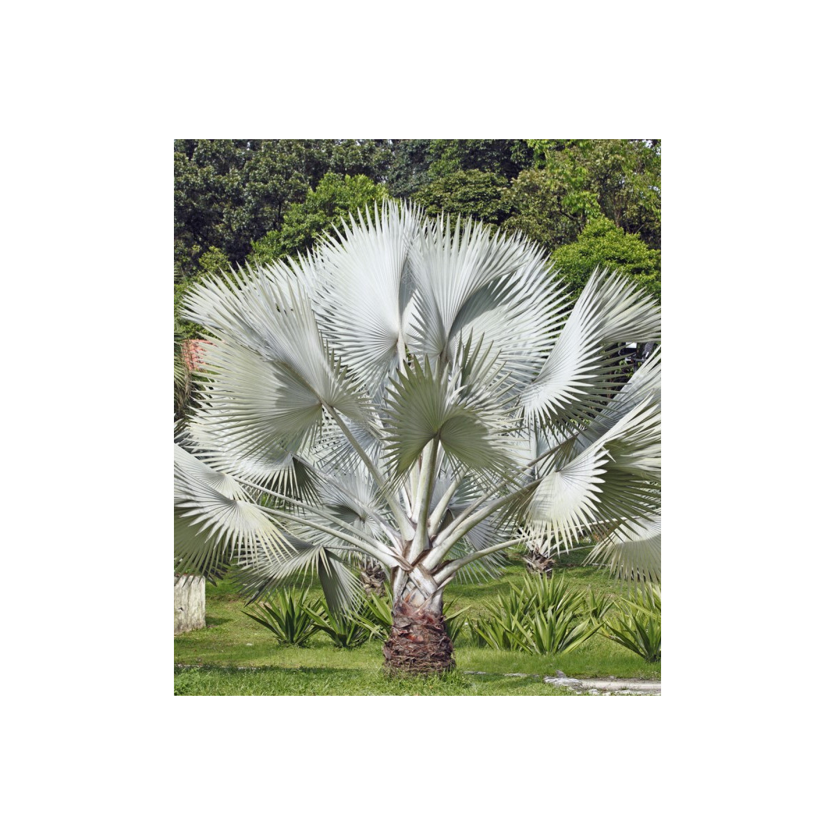 Palma stříbrná - semena Palmy - Nannorrhops arabica - 3 ks