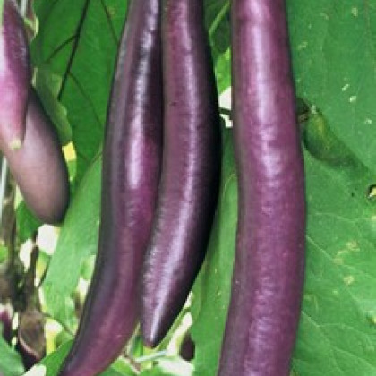 Lilek - Baklažán Fengyan - Solanum melongena - semena - 7 ks
