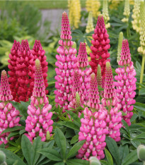Lupina červená Mein Schloss - Vlčí bob - Lupinus polyphyllus - semena - 40 ks
