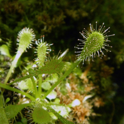 Semena rosnatky – Rosnatka nidiformis – Drosera nidiformis
