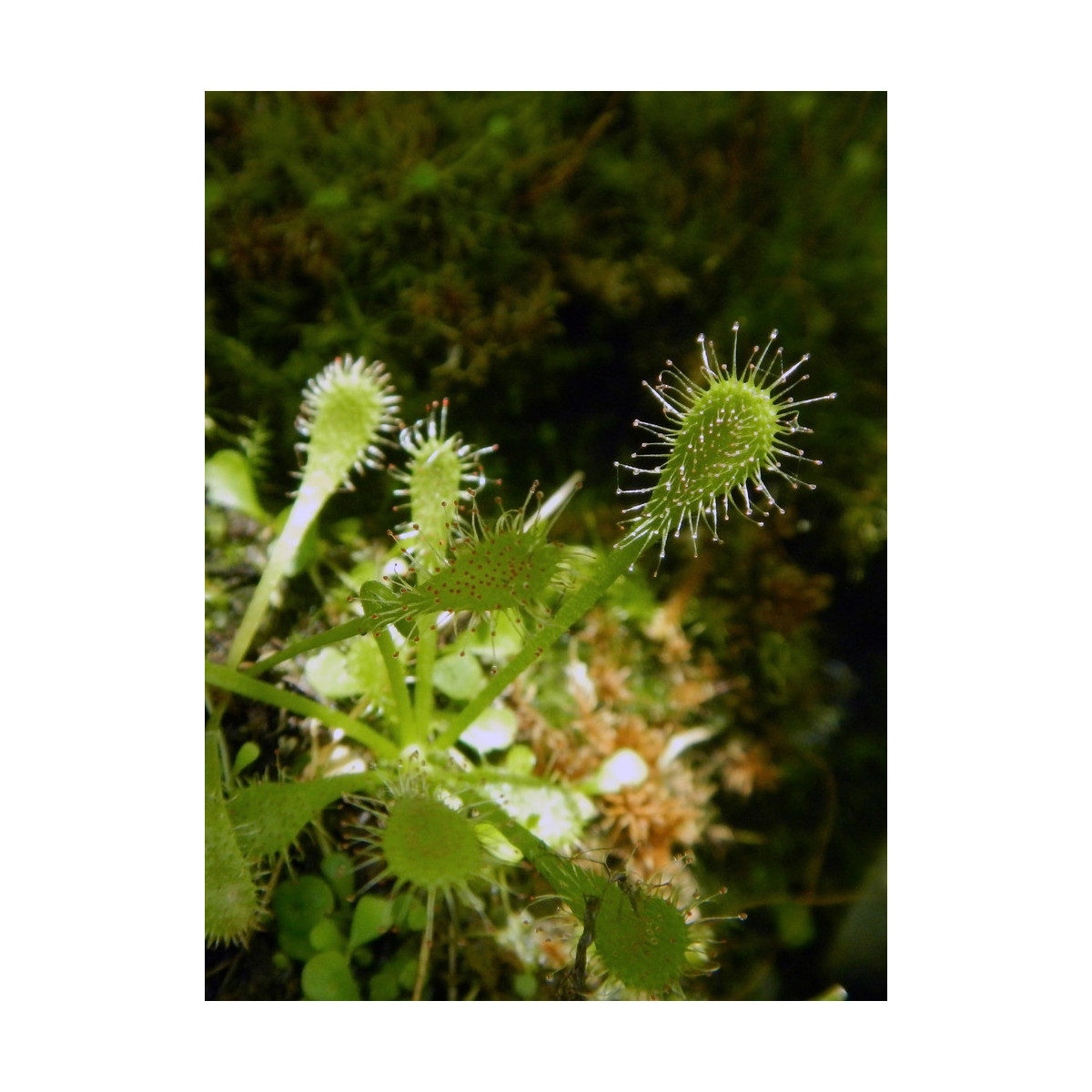Semena rosnatky – Rosnatka nidiformis – Drosera nidiformis