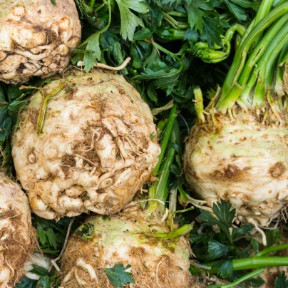 Celer bulvový Mars - Apium graveolens - semena - 20 ks