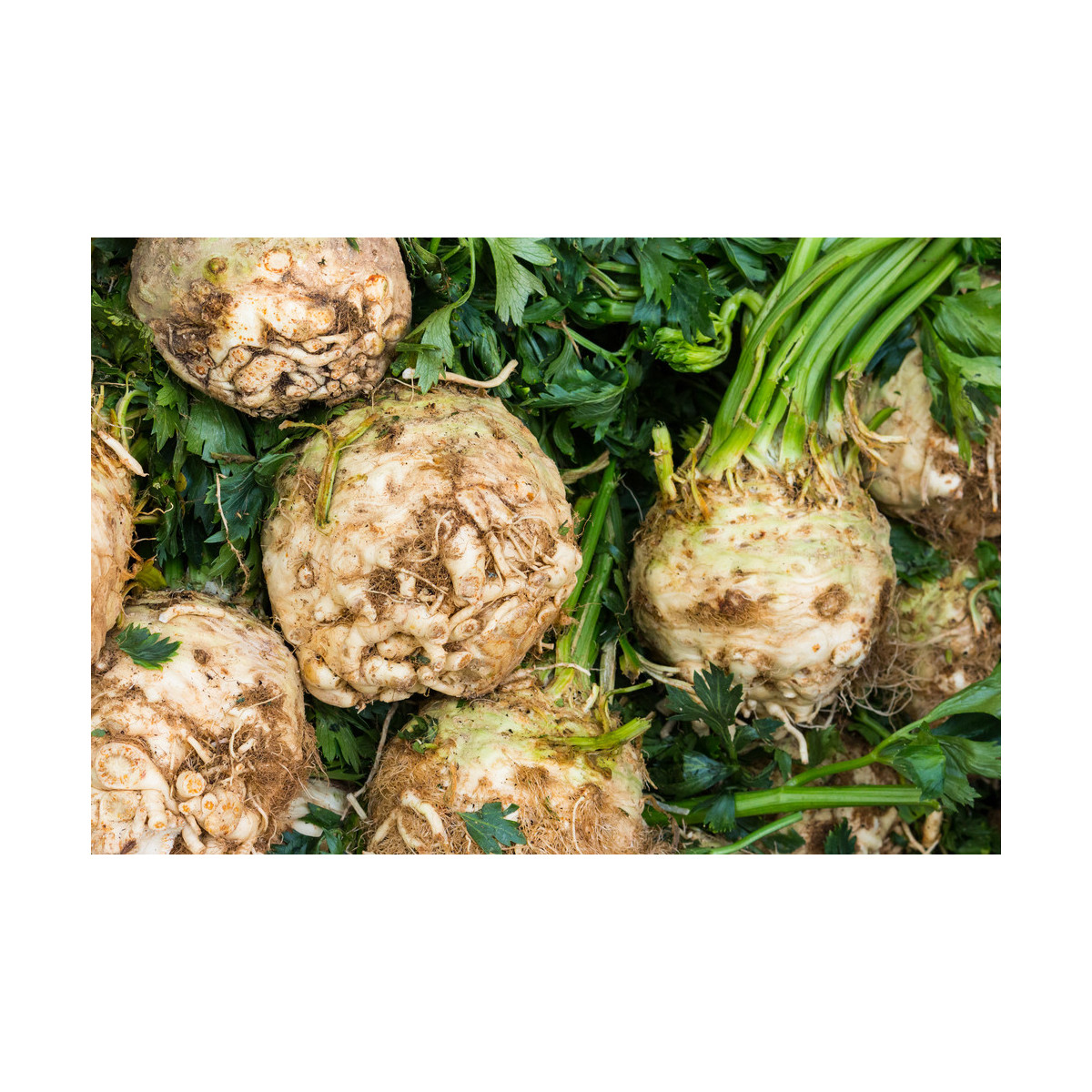 Celer bulvový Mars - Apium graveolens - semena - 20 ks