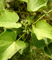 Dávivec černý - Jatropha curcas - semena - 5 ks