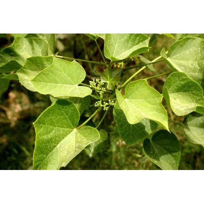 Dávivec černý - Jatropha curcas - semena - 5 ks