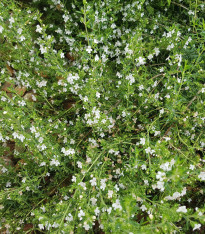 Saturejka horská - Satureja montana - semena - 600 ks