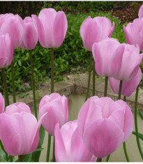 Tulipán Pink Diamond - Tulipa - cibuloviny - 3 ks