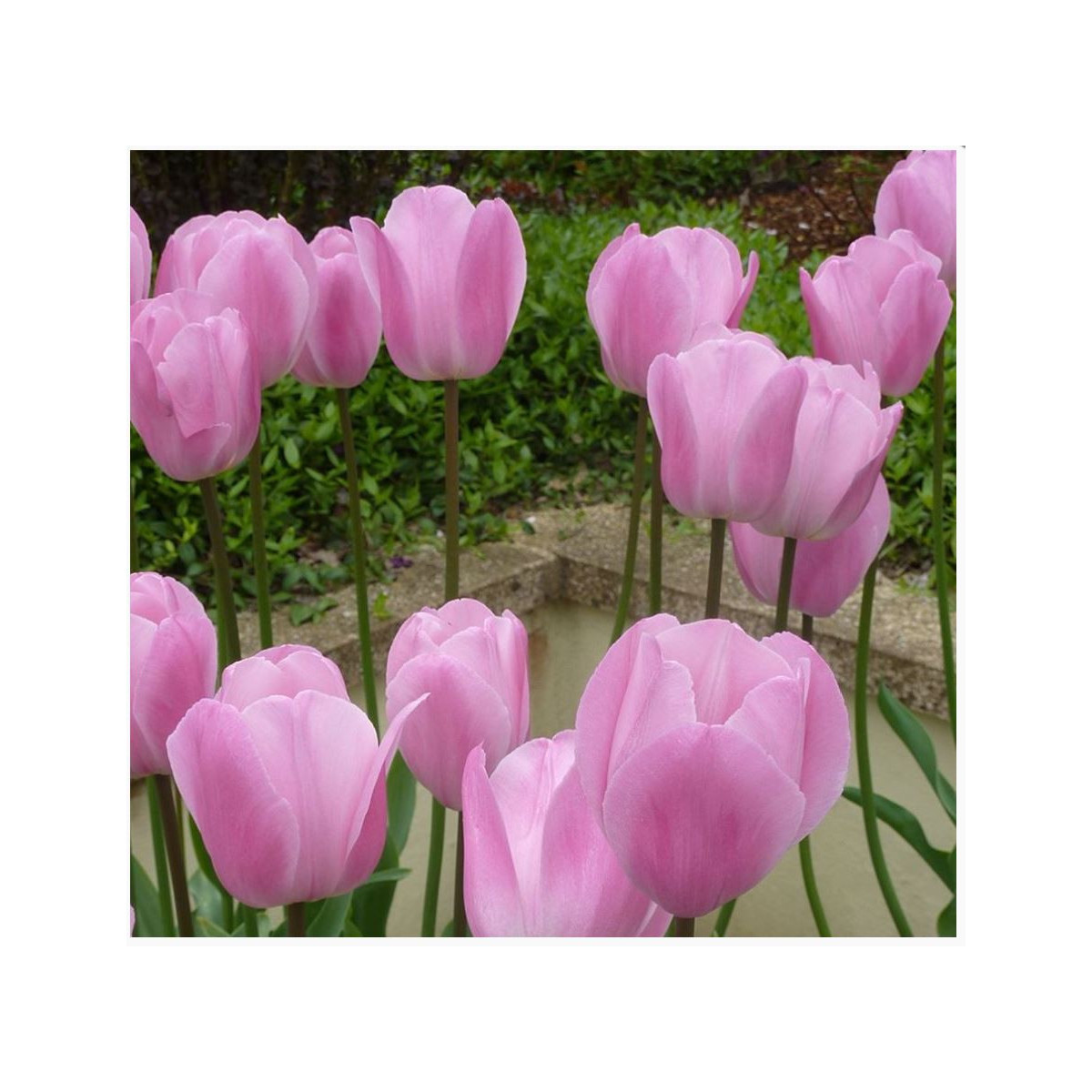 Tulipán Pink Diamond - Tulipa - cibuloviny - 3 ks