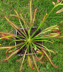 Rosnatka červená - Drosera capensis Giftberg - semena - 15 ks