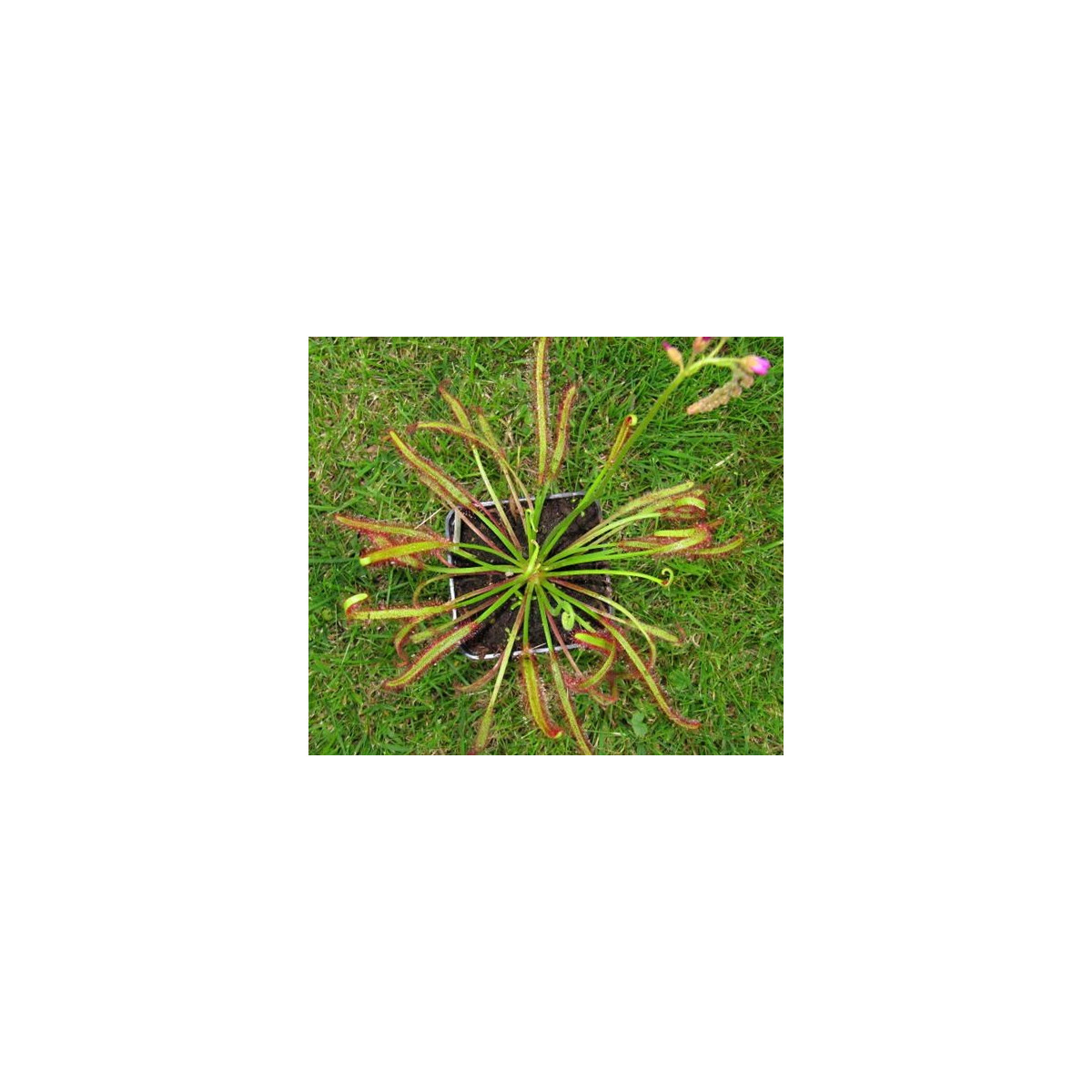 Rosnatka červená - osiva Rosnatky - Drosera capensis Giftberg - 15 ks