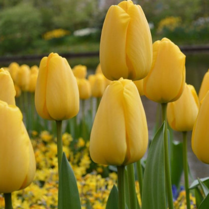 Tulipán Golden Parade - cibule tulipánů - cibulky - 3 ks