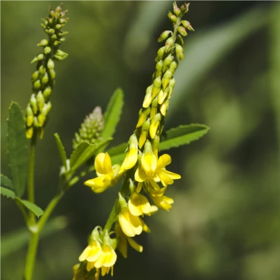 Komonice lékařská - Melilotus officinalis - semena - 30 ks