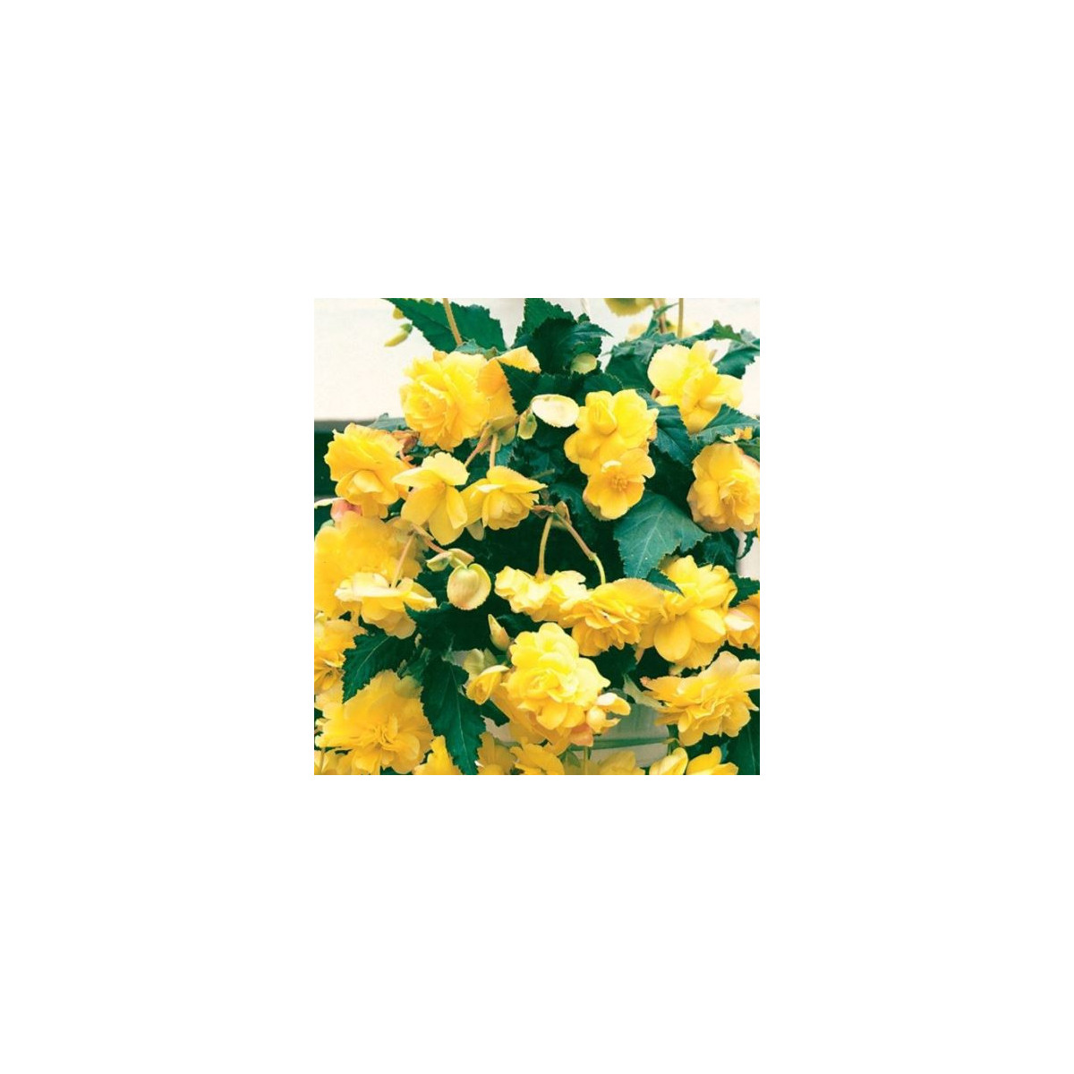 Begonie Cascade žlutá - Begonia cascade - cibuloviny - 2 ks