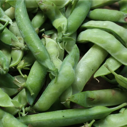 Hrách dřeňový Lancet - Pisum sativum - semena - 15 g