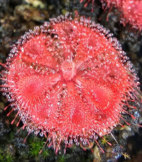 Rosnatka Humpty Doo - Drosera burmanii - semena - 15 ks