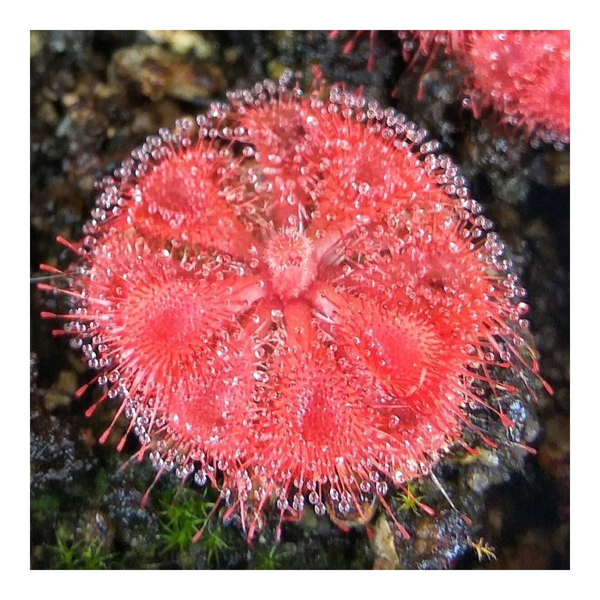 Rosnatka Humpty Doo - Drosera burmanii - semena - 15 ks