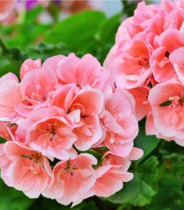 Muškát páskatý Nekita F1 Salmon - Pelargonium zonale - semena - 4 ks
