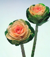 Okrasné zelí Sunrise - Brassica oleracea - semena - 20 ks